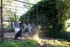 Haus-und-Garten-1-gesonderter-Hundebereich-scaled